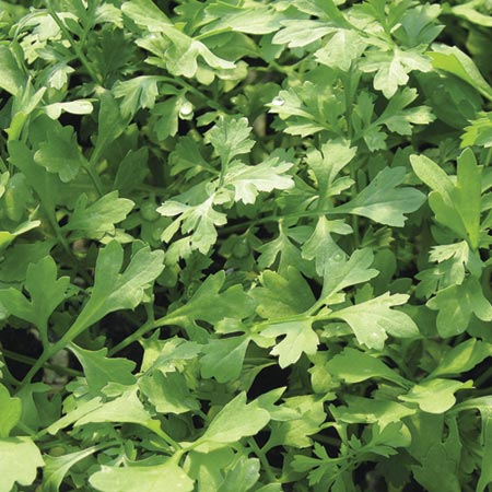 Salad Cress Greek Seeds Average Seeds 900