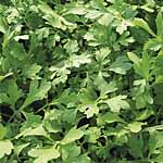 Salad Cress Greek Seeds