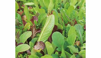 leaf Salad French Seeds