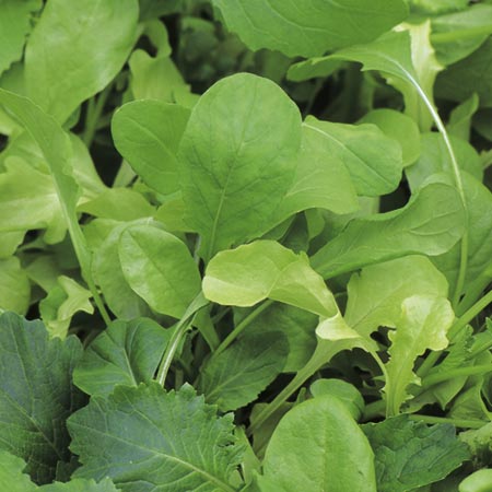 Leaf Salad Italian Mix Seeds 1.50g Pack of seeds