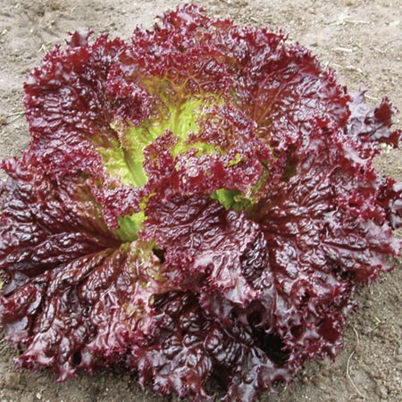 leaf Salad Lettuce Falbala Seeds Average Seeds 350