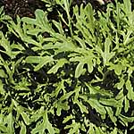 Salad Mustard Golden Streaks Seeds 439962.htm