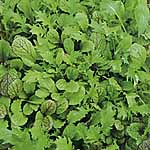 Salad Seeds: Spicy 436540.htm