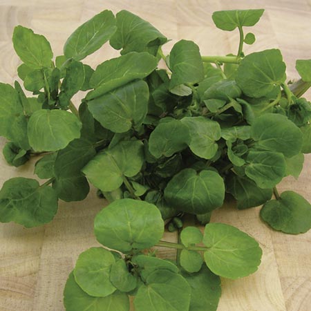 Salad Watercress Aqua Seeds Average Seeds 480