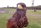 Hawk Walk in Derbyshire