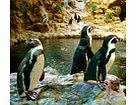 Loro Parque Premium Ticket - Child