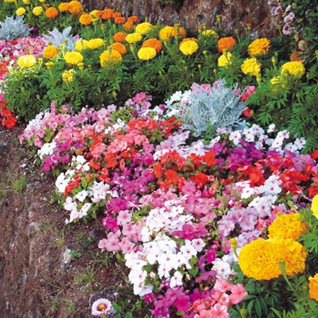 Lucky Dip Patio Plants Pack of 10 Mixed Pot