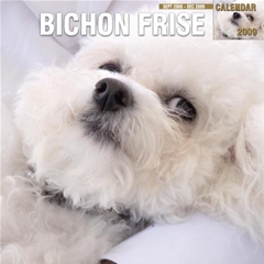 Bichon Frise Wall Calendar: 2009