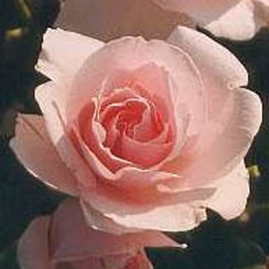 Happy Returns Floribunda Rose (pre-order