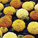 marigold African F1 Marvel Orange Seeds 420992.htm