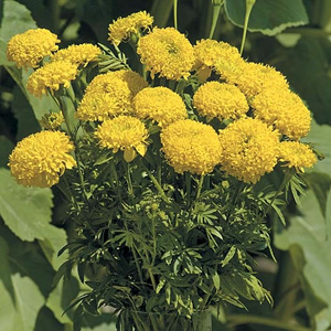 marigold African Lemon Supreme Seeds