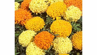 Marigold (African) Seeds - Puff Series Mixed