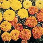 marigold (African) Sunset Giants Seeds