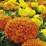 Marigold (African) Sunspot Mixed Plants 402461.htm