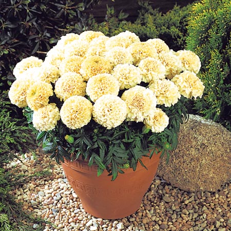 Marigold (African) Vanilla Plants Pack of 20