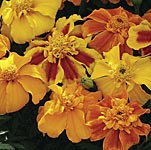 marigold Afro-French Sunburst Mixed F1 Seeds