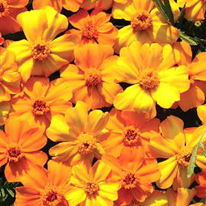 Marigold Citrus Mixed Seeds