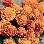 marigold (Dwarf French) Honeycomb Seeds 421620.htm