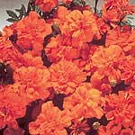 marigold (Dwarf French) Safari Tangerine Seeds