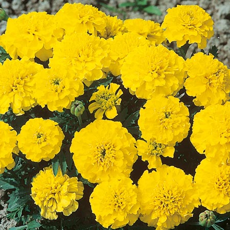 (Dwarf French) Yellow Boy Seeds Average