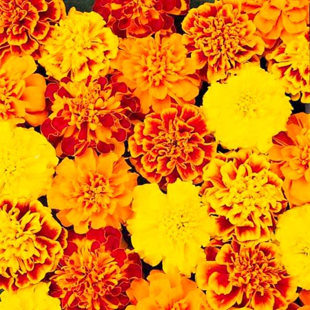 Marigold (French) Bonanza Plants Pack of 20