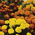 marigold (French) Boy `O` Boy Easiplants