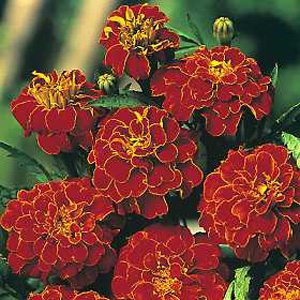 marigold Scarlet Sophie Seeds