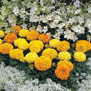 marigold Sunspot Mixed Seeds