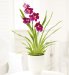 Miltonia Orchid