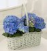 Mothers Day Hydrangea Basket