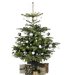 Real Christmas Tree