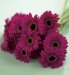 Flowers by Post - 20 Mini Gerbera