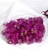 Flowers by Post - Mokara Orchids