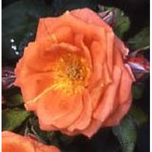 Masquerade Floribunda Rose