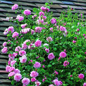 Queen - Climbing Rose