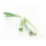 Mechinaud Baby Leek