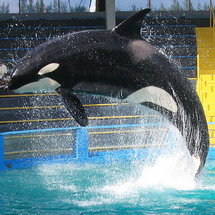 Miami Seaquarium with Transfers - Adult