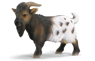 mini Billy Goat