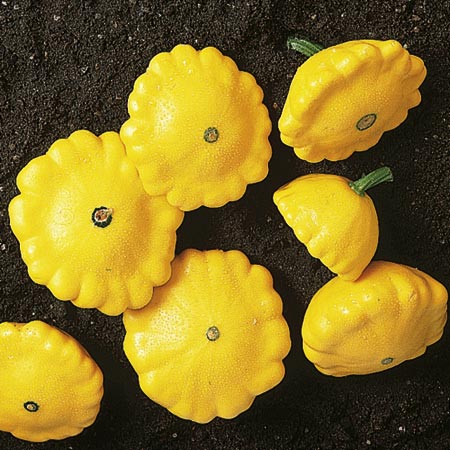 Mini Vegetable Seeds - Marrow Sunburst F1 12 Seeds