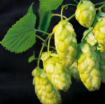 NELSON SAUVIN NZ HOPS 100GM