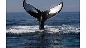 Aquarium Whale Watch Cruise - Child