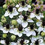 nigella Choc Ice Seeds 417107.htm