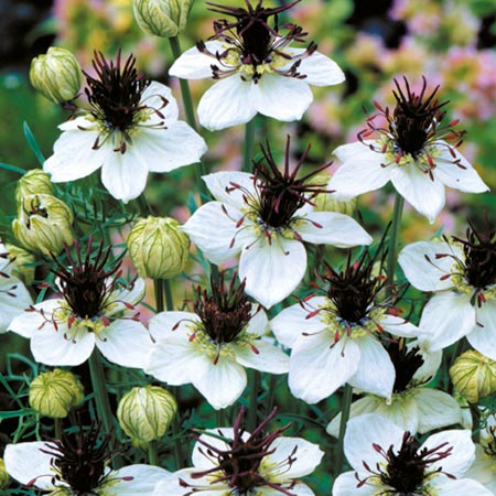 Choc Ice Seeds (Love-In-A-Mist) Average