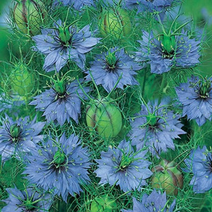 nigella Damascena Miss Jekyll Seeds