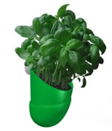 Nigel`s Eco Store Bean Pod Indoor Herb Garden - grow fresh herbs