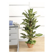 NULL Inch.GeoffreyInch. Marble Pothos