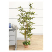 NULL Inch.LynnInch. Bamboo