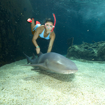 OCEAN World Shark and Stingray Encounter - Adult