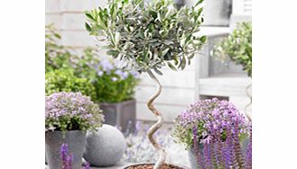 OLIVE Twisted Stem Tree