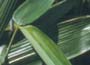 PALM Bamboo
